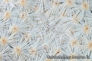 2676 andrea Andrea B.