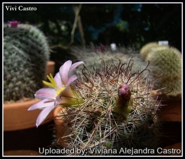 21572 viviana Viviana Alejandra Castro