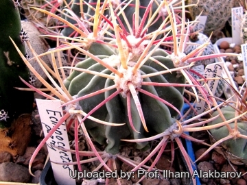 26075 Ilham Prof. Ilham Alakbarov