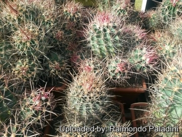 27115 RapCactus Raimondo Paladini