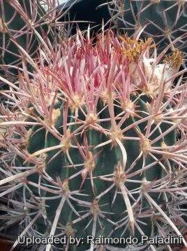 27116 RapCactus Raimondo Paladini