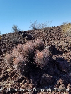 30112 RapCactus Raimondo Paladini