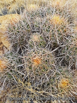 30007 RapCactus Raimondo Paladini