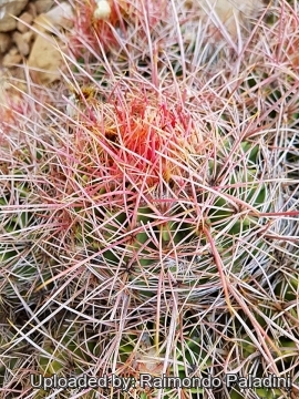 30006 RapCactus Raimondo Paladini