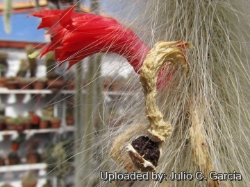 19993 julio Julio C. García 