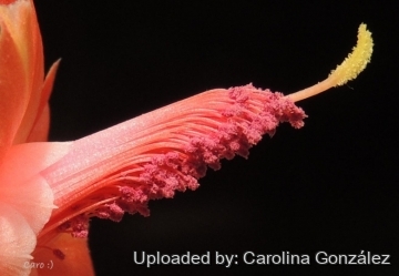 23778 carolina Carolina González