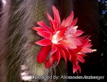 27554 alexander Alexander Arzberger