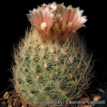 80 valentino Valentino Vallicelli