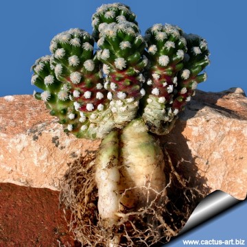2569 cactus-art Cactus Art
