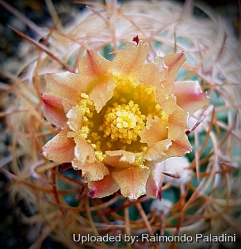 30398 RapCactus Raimondo Paladini