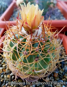 30401 RapCactus Raimondo Paladini