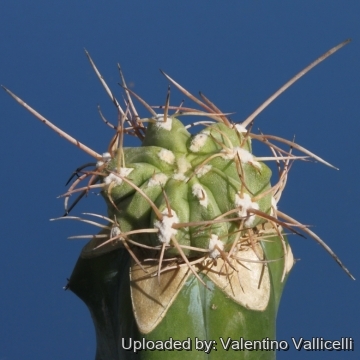 10553 valentino Valentino Vallicelli