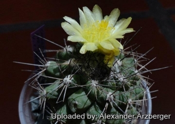 27962 alexander Alexander Arzberger