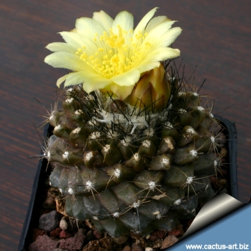 14676 cactus-art Cactus Art