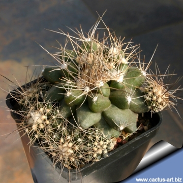 14679 cactus-art Cactus Art