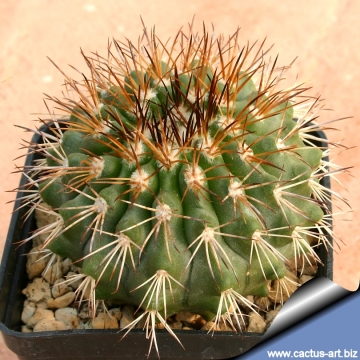 8449 cactus-art Cactus Art