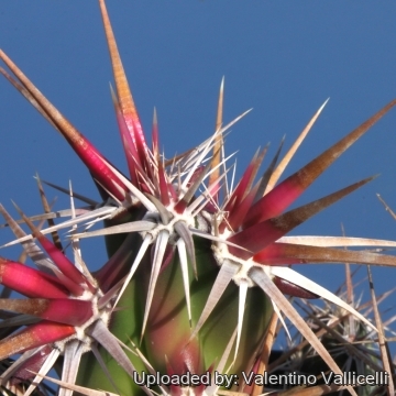 8249 valentino Valentino Vallicelli