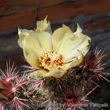 8250 valentino Valentino Vallicelli