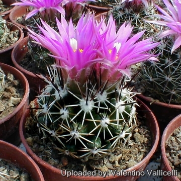 3970 valentino Valentino Vallicelli