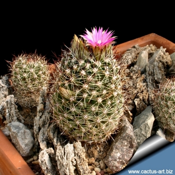 3975 cactus-art Cactus Art