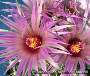 4038 valentino Valentino Vallicelli