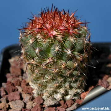 13493 cactus-art Cactus Art