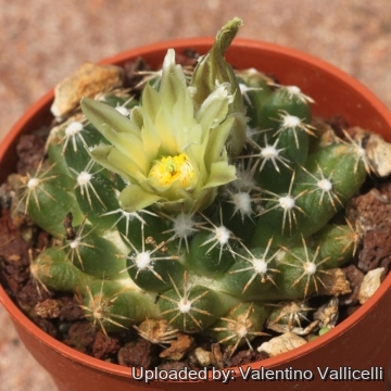 17742 valentino Valentino Vallicelli