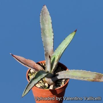 309 valentino Valentino Vallicelli