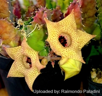 27716 RapCactus Raimondo Paladini