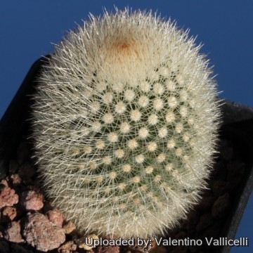 1779 valentino Valentino Vallicelli