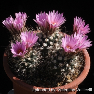 16390 valentino Valentino Vallicelli