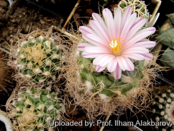 18854 Ilham Prof. Ilham Alakbarov