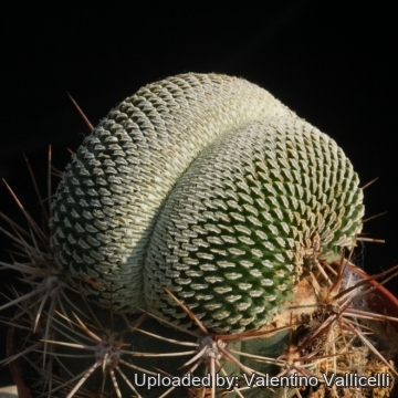 Turbinicarpus pseudopectinatus f. inermis cristatus