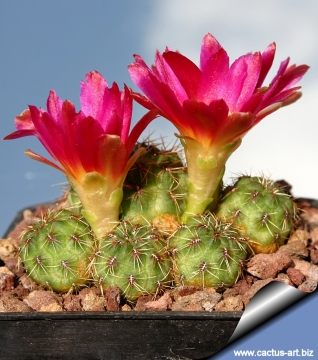 8994 cactus-art Cactus Art