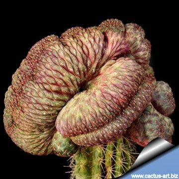 10886 cactus-art Cactus Art
