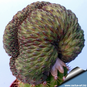 10887 cactus-art Cactus Art