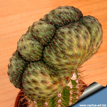 10888 cactus-art Cactus Art