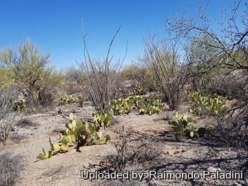 29948 RapCactus Raimondo Paladini