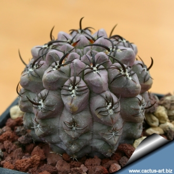 13569 cactus-art Cactus Art
