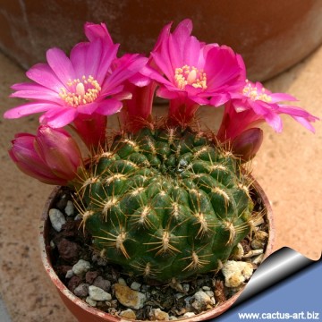 1752 cactus-art Cactus Art