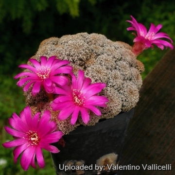 5418 valentino Valentino Vallicelli