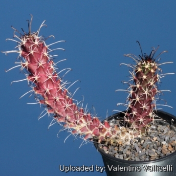 19181 valentino Valentino Vallicelli