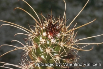 19184 valentino Valentino Vallicelli