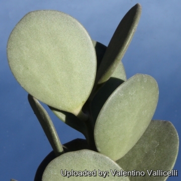 10711 valentino Valentino Vallicelli
