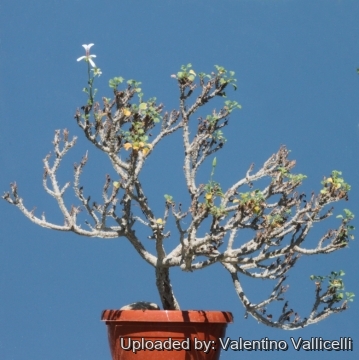 19478 valentino Valentino Vallicelli