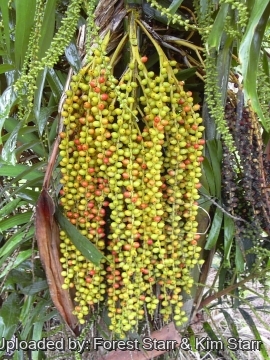 20250 star Forest Starr & Kim Starr