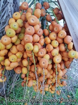 30161 RapCactus Raimondo Paladini