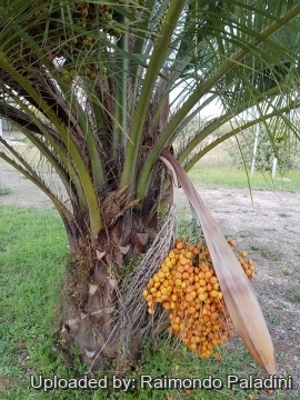 30160 RapCactus Raimondo Paladini