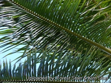 20426 star Forest Starr & Kim Starr