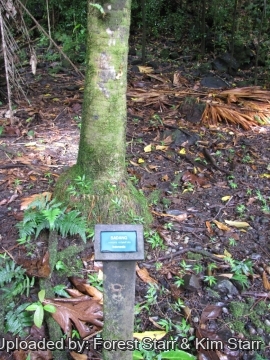 20570 star Forest Starr & Kim Starr